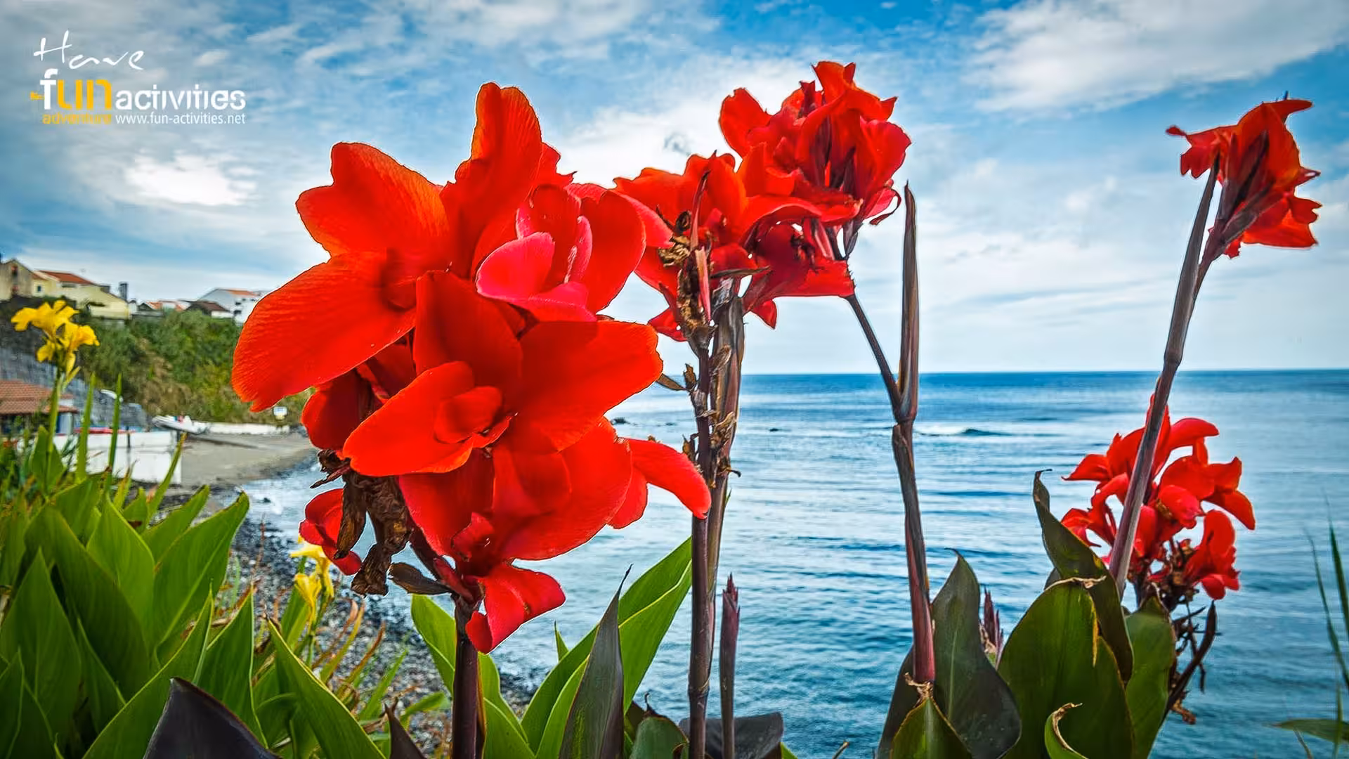 Red canna lilies by the ocean on the HIKE Ribeira Funda to Maia route, São Miguel Azores coastal views