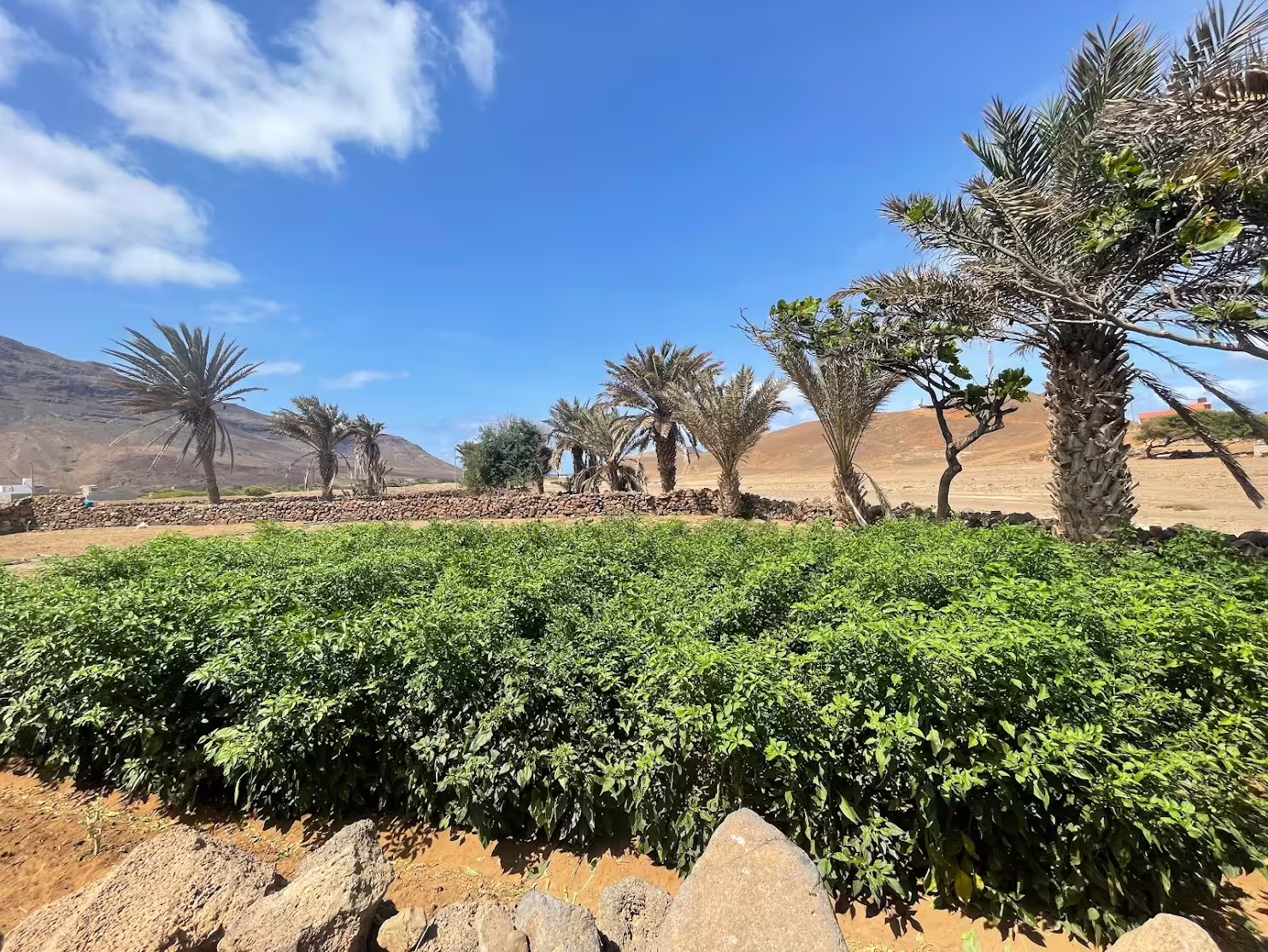 Lush greenery and palm trees under a clear blue sky on the scenic volcanic landscape of Viana, São Vicente, Cape Verde.