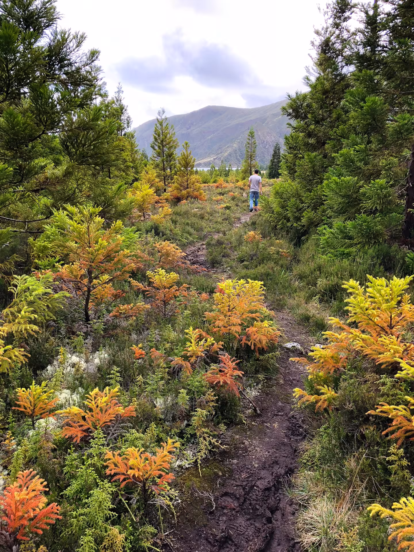 Hiker on a muddy path through lush pines on the Seven Cities to Ferraria trek, São Miguel Azores