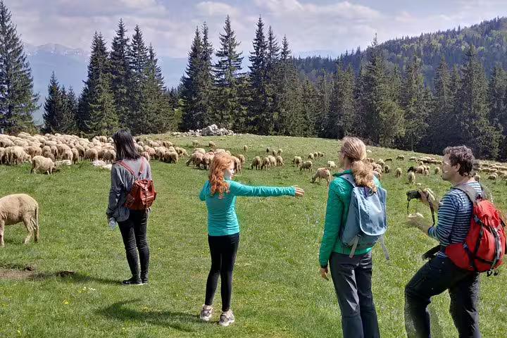 Hikers observing a large flock of sheep on a green mountain meadow in Piatra Craiului National Park