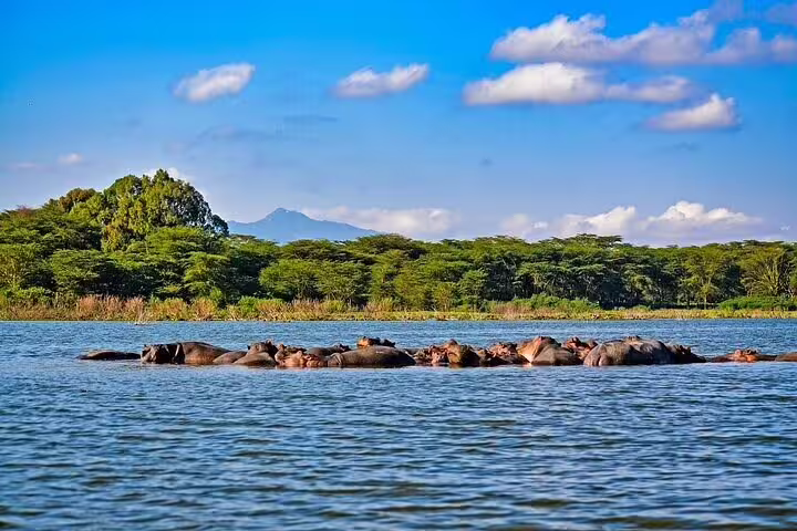 A serene view of hippos lounging in a lush lake setting during a 2-day safari at Hell's Gate and Crescent Island.
