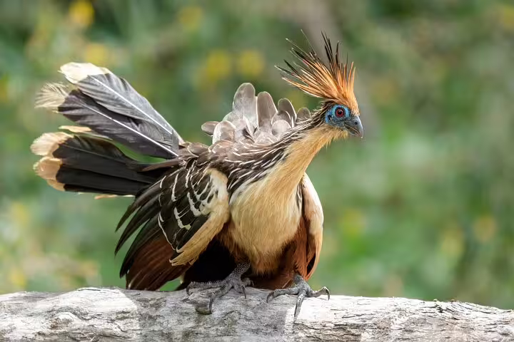 Vibrant hoatzin bird with striking plumage perched on a branch in the Amazon jungle near Tapiri Rio Negro Lodge.