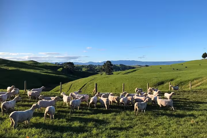Explore lush green pastures with grazing sheep on the Hobbiton Movie Set Day Tour in New Zealand.