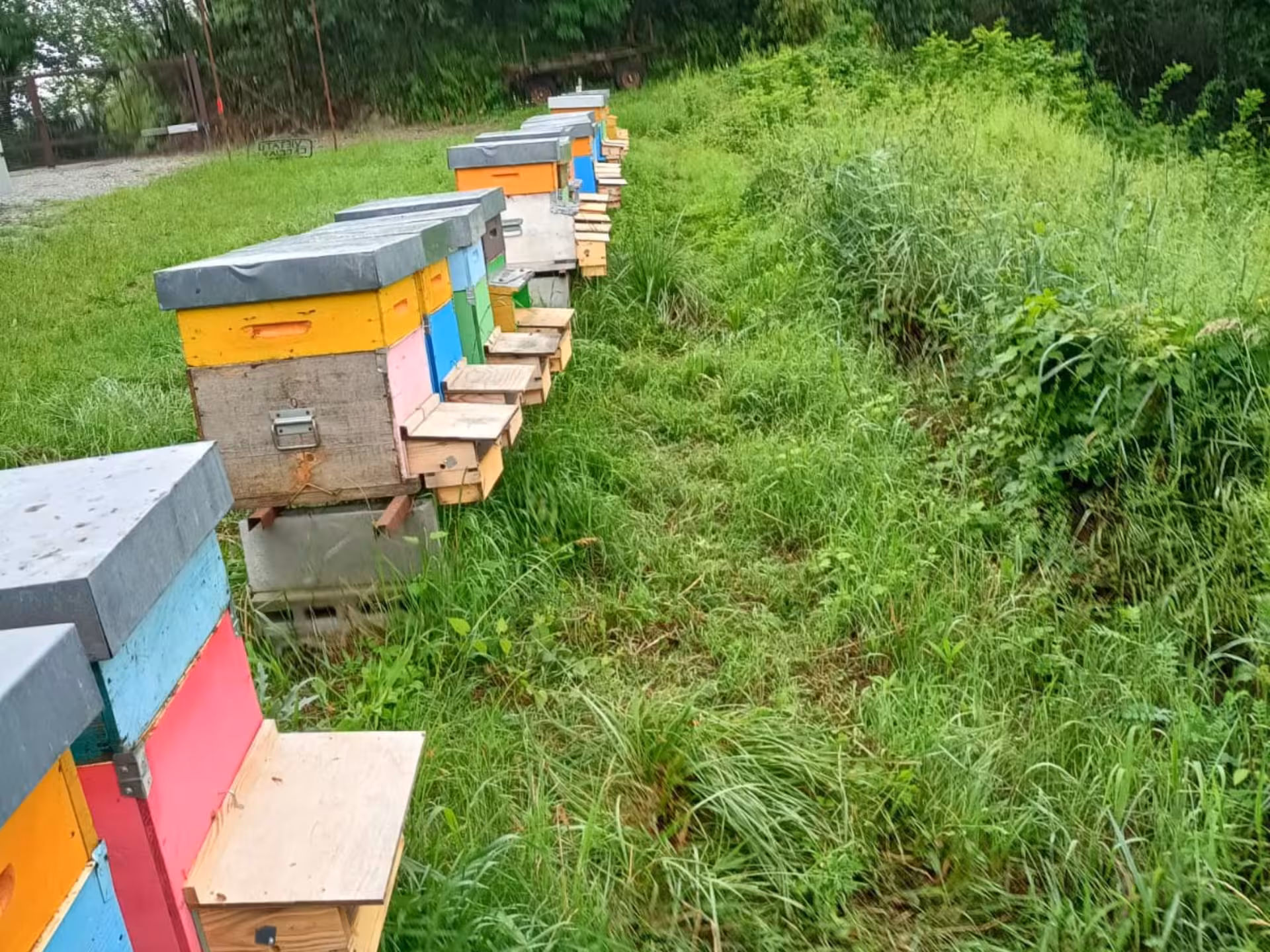 Row of colorful beehives in a lush green field, part of a honey and mead tasting tour in Monferrato.