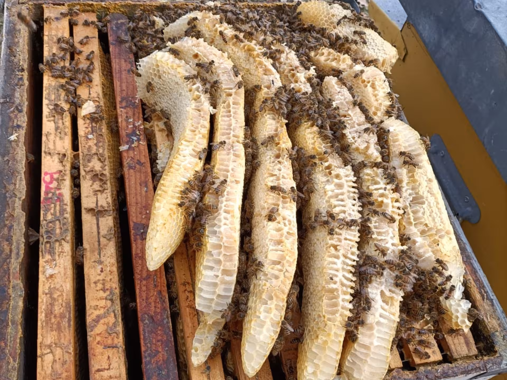 Close-up of honeycombs filled with bees, highlighting the artisanal honey production in Monferrato's tasting experience.