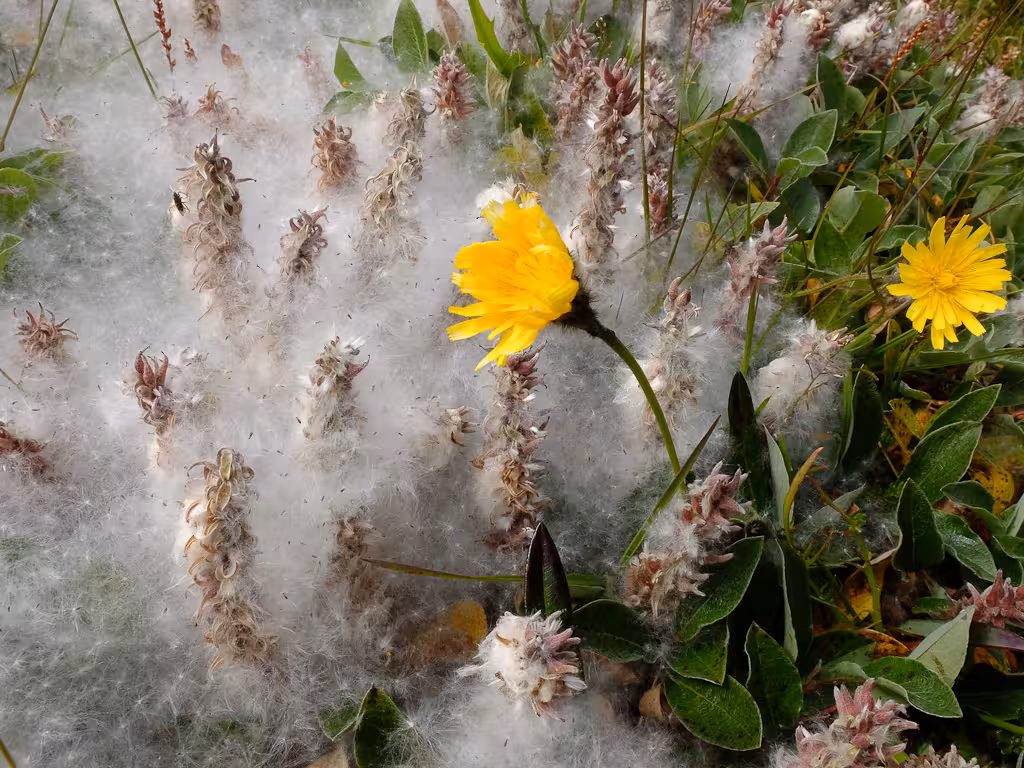 Arctic wildflowers and cotton grass on Hornstrandir nature hike, showcasing Iceland Westfjords flora