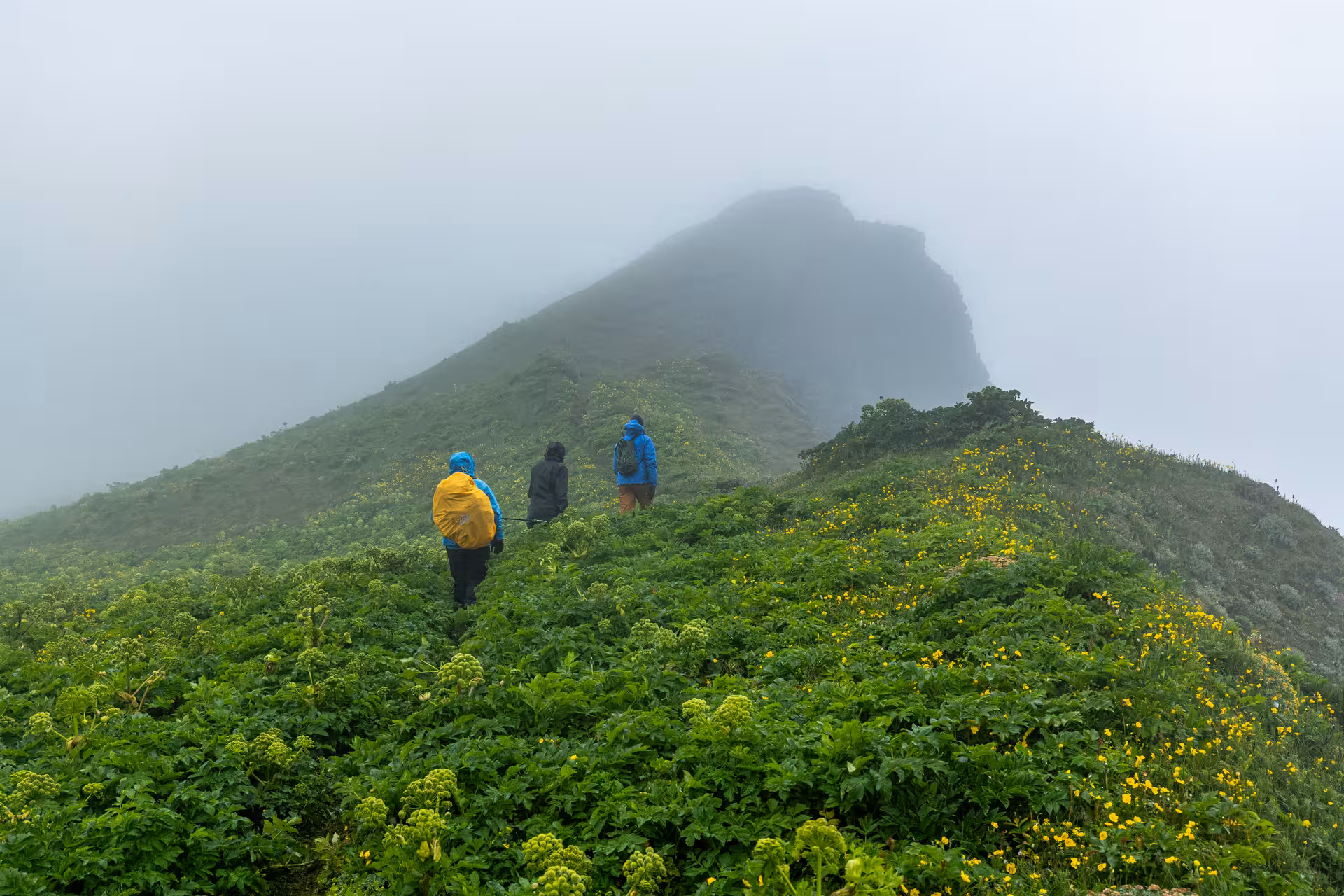 Hikers on misty green ridge in Hornvík Nature Reserve, Westfjords Iceland, on guided day tour