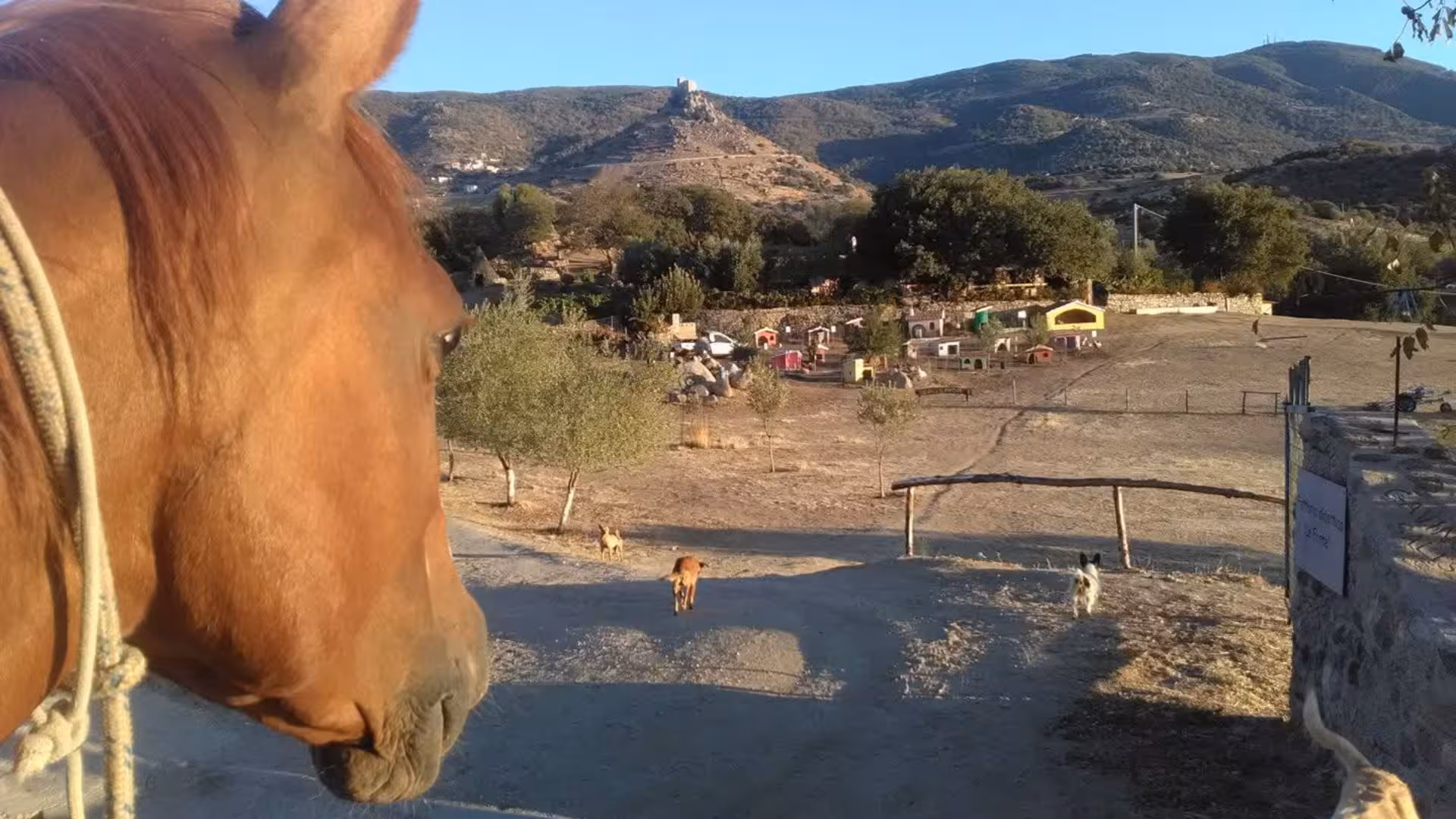 Horse overlooking scenic Burgos farm landscape, ideal for tasting tours and rural experiences.