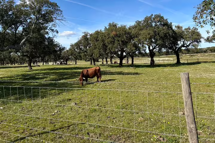 A peaceful scene of a horse grazing under oak trees on the Montemor bike tour, showcasing the natural beauty of Portugal.