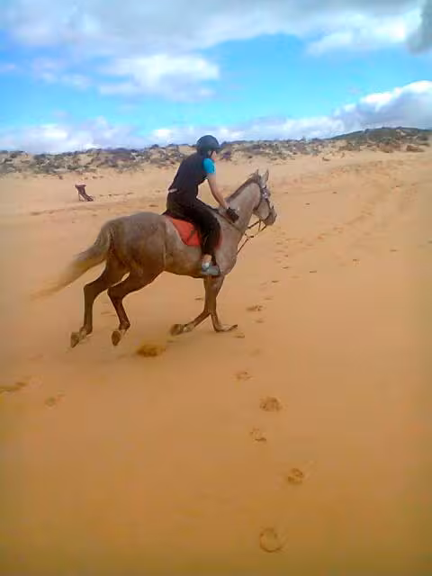 Horse galloping on sandy beach in Lagoa dos Salgados, Algarve, under a bright blue sky, ideal for adventure seekers.