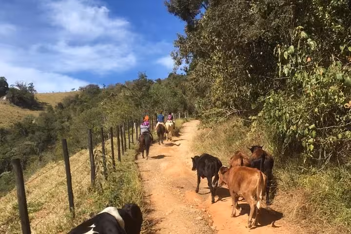 Riders on horseback follow a scenic dirt trail with cows, surrounded by lush greenery and blue skies at Belvedere.