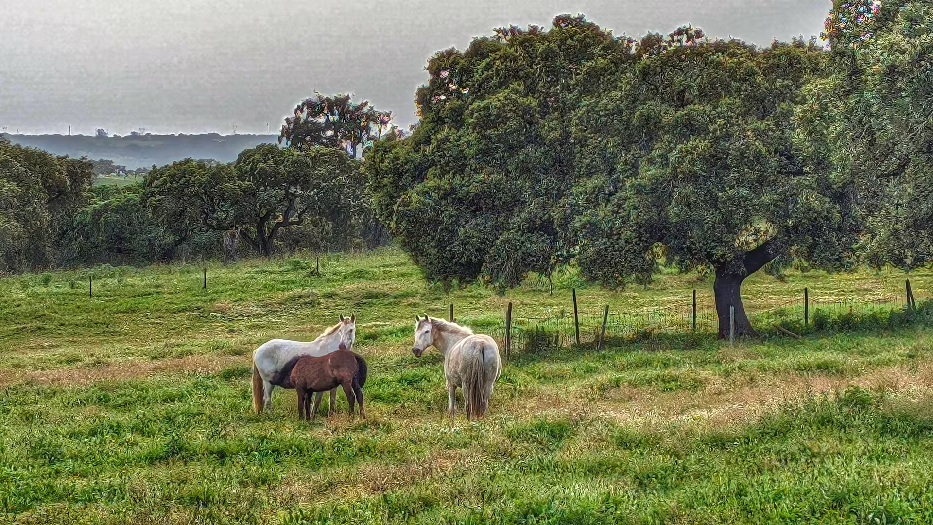 Horses peacefully grazing in a lush field surrounded by trees at Herdade Alentejana, perfect for a nature retreat.