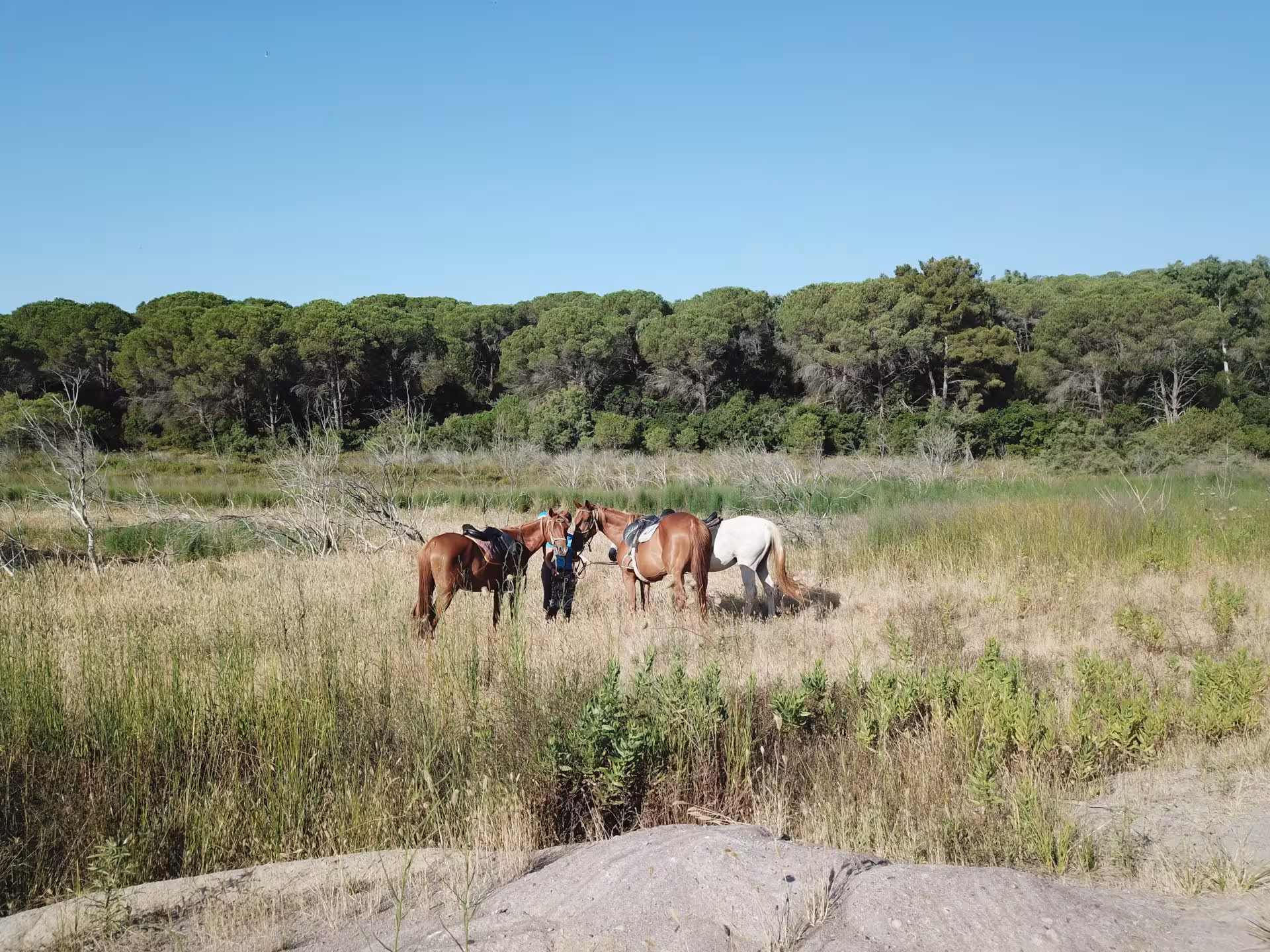 Horses grazing in a sunny meadow near Porto Ferro, with lush forest backdrop in Alghero's tranquil landscape.
