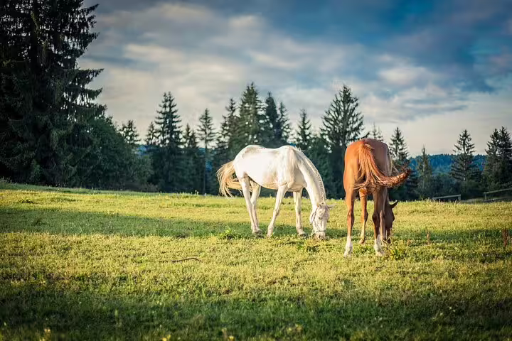 Two horses grazing in a green meadow near Djerdap National Park during a full-day private exploration tour
