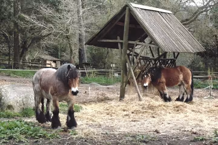 Two horses near a wooden shelter in a serene, natural setting in Sintra, Portugal.