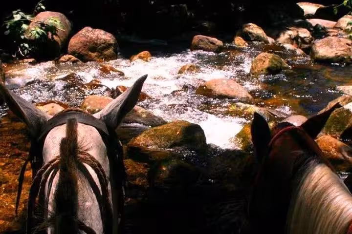 Close-up of two horses near a bubbling stream in the picturesque Atlantic Forest landscape.