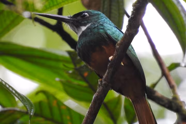 Close-up of a vibrant green and orange hummingbird perched on a branch during a bird watching tour.