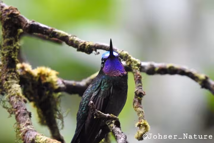 Vibrant hummingbird with iridescent purple and green feathers perched on a mossy branch, seen on Tenorio river safari.