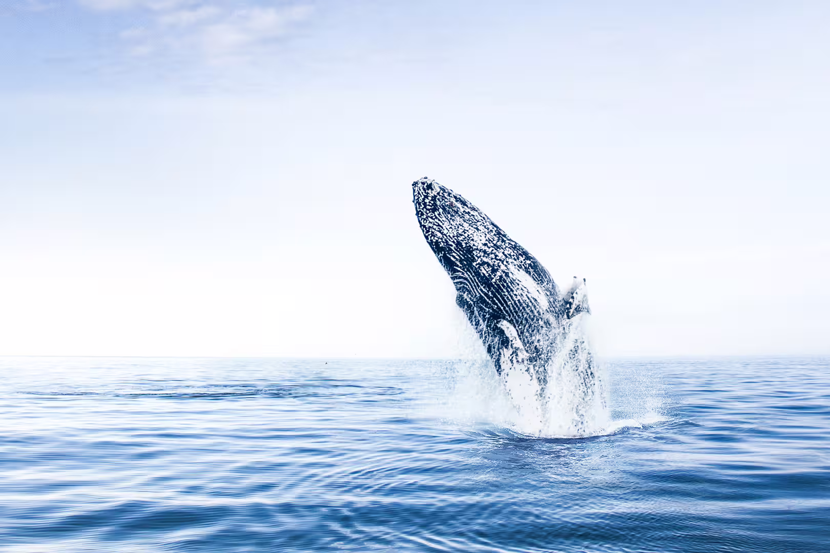 Humpback whale breaching in Eyjafjörður, Iceland, showcasing a stunning marine spectacle on a whale watching tour from Árskógssandur.