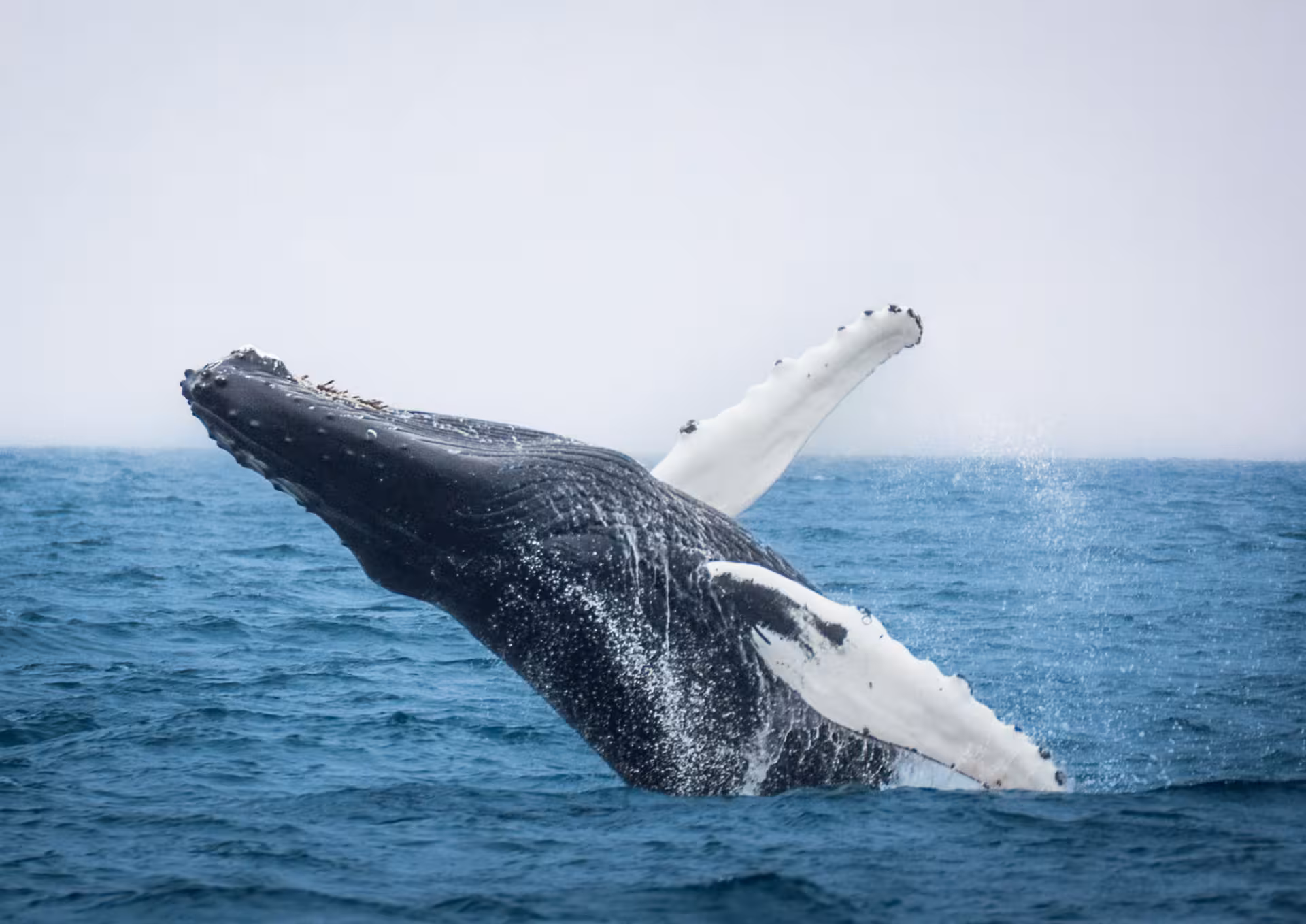 Humpback whale breaching in Skjálfandi Bay on a guided Húsavík whale watching tour with local family crew