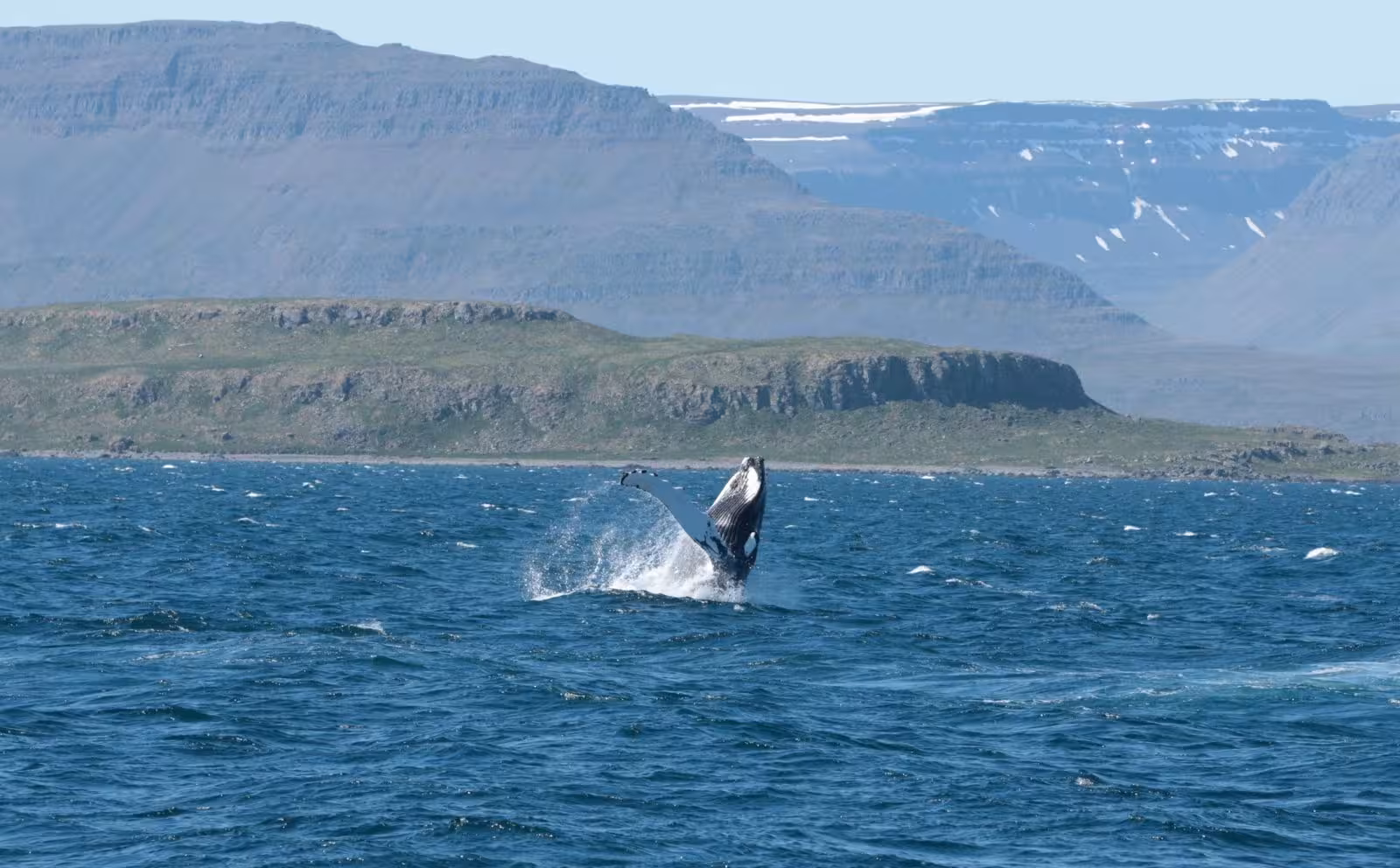 Humpback whale breaching in Ísafjarðardjúp fjord, Westfjords Iceland, on a whale watching boat tour