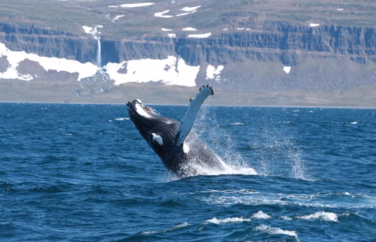 Humpback whale breaching in Ísafjarðardjúp fjord, Westfjords Iceland whale watching tour