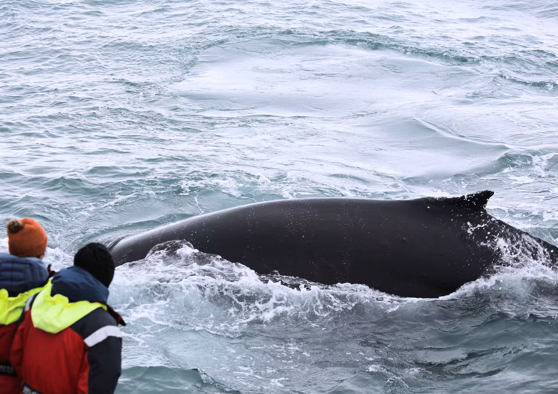 Humpback whale surfacing beside the boat on a family-run guided whale watching tour in Húsavík, Iceland