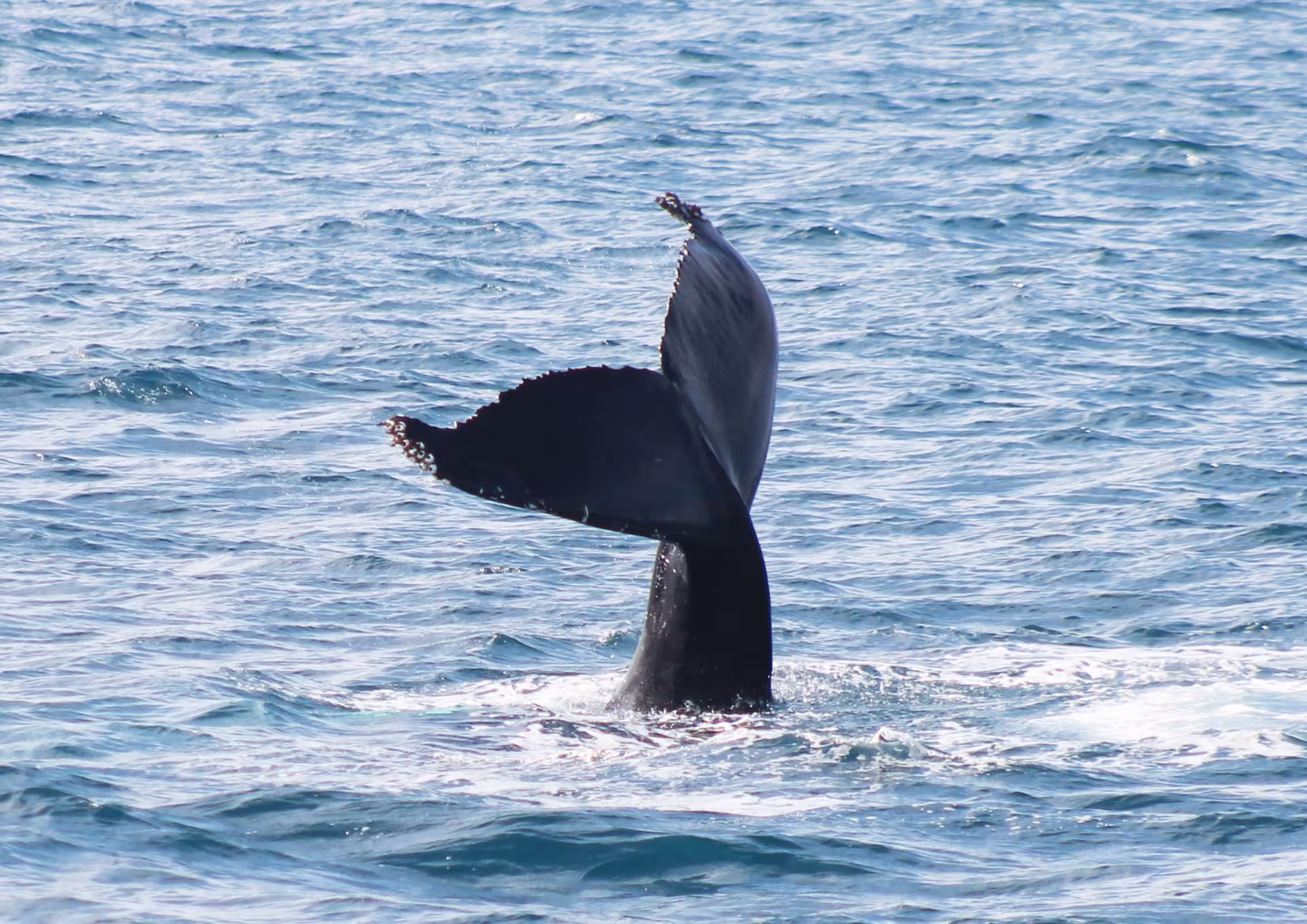 Humpback whale tail fluke diving in Skjálfandi Bay on a guided whale watching tour from Húsavík, Iceland