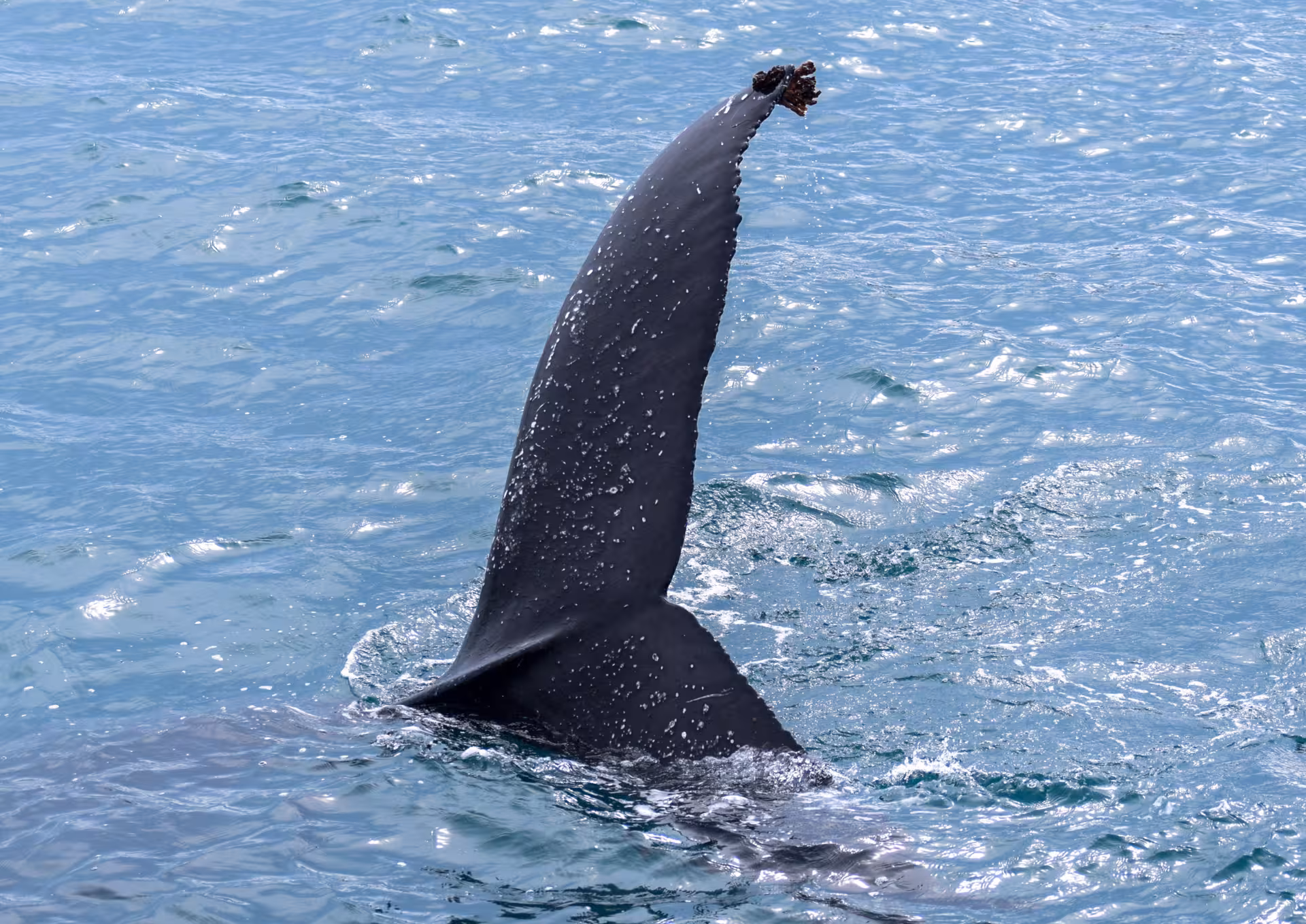 Humpback whale tail fluke diving in Skjálfandi Bay on a Húsavík family-run guided whale watching tour