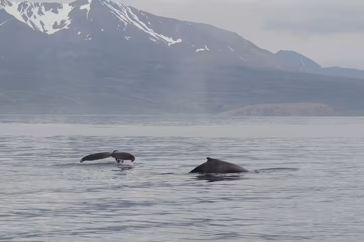 Humpback whales surfacing near snowy mountains in Skjálfandi Bay on a locally owned Húsavík whale watching cruise