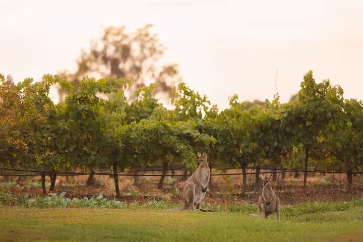 Kangaroos grazing near lush vineyards in Hunter Valley, perfect for a scenic private group wine tour.