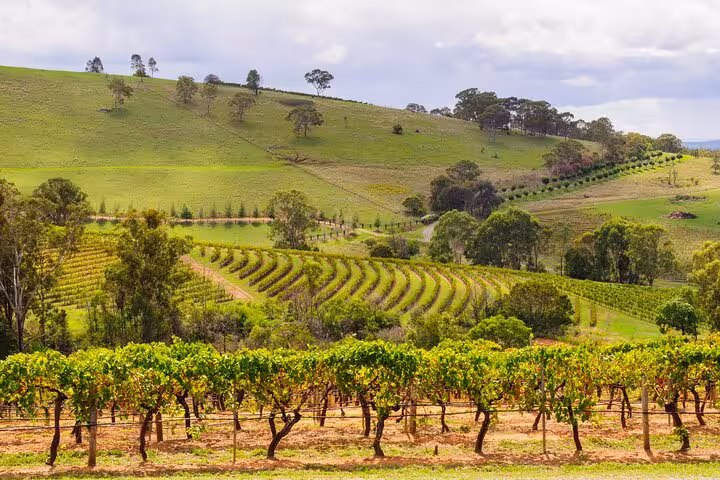 Lush rolling vineyards under a bright sky at Hunter Valley, perfect for premium wine tasting tours.
