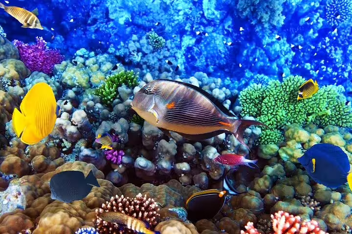 Colorful tropical fish over Red Sea coral garden on Hurghada VIP snorkeling and diving boat tour