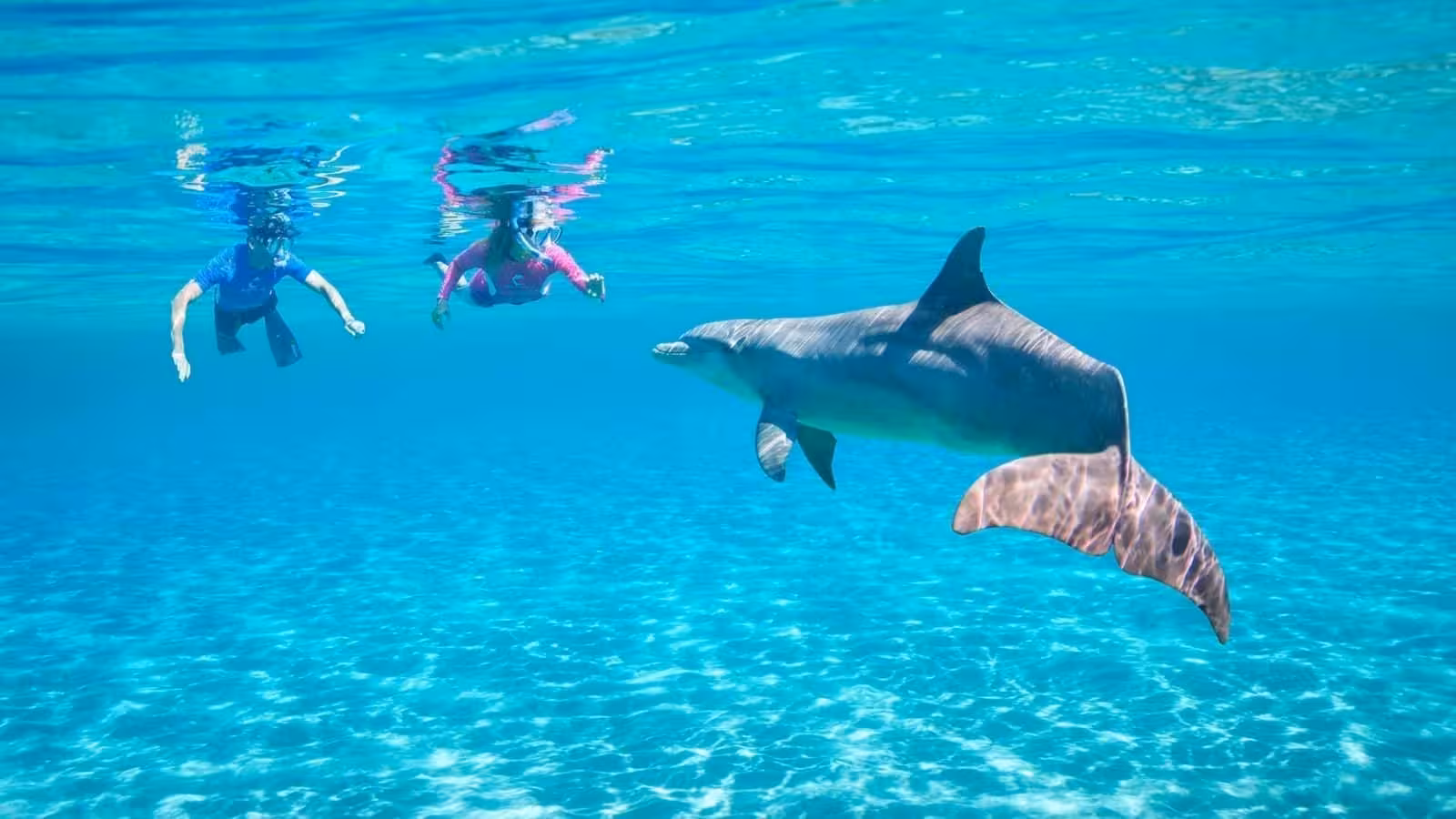 Snorkel with a wild dolphin in crystal-clear Red Sea waters on the Hurghada Eden Island snorkeling trip