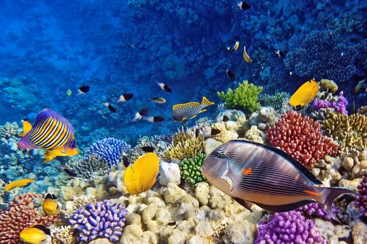 Vibrant coral gardens and exotic fish in the Red Sea, a highlight of the Hurghada glass bottom boat trip