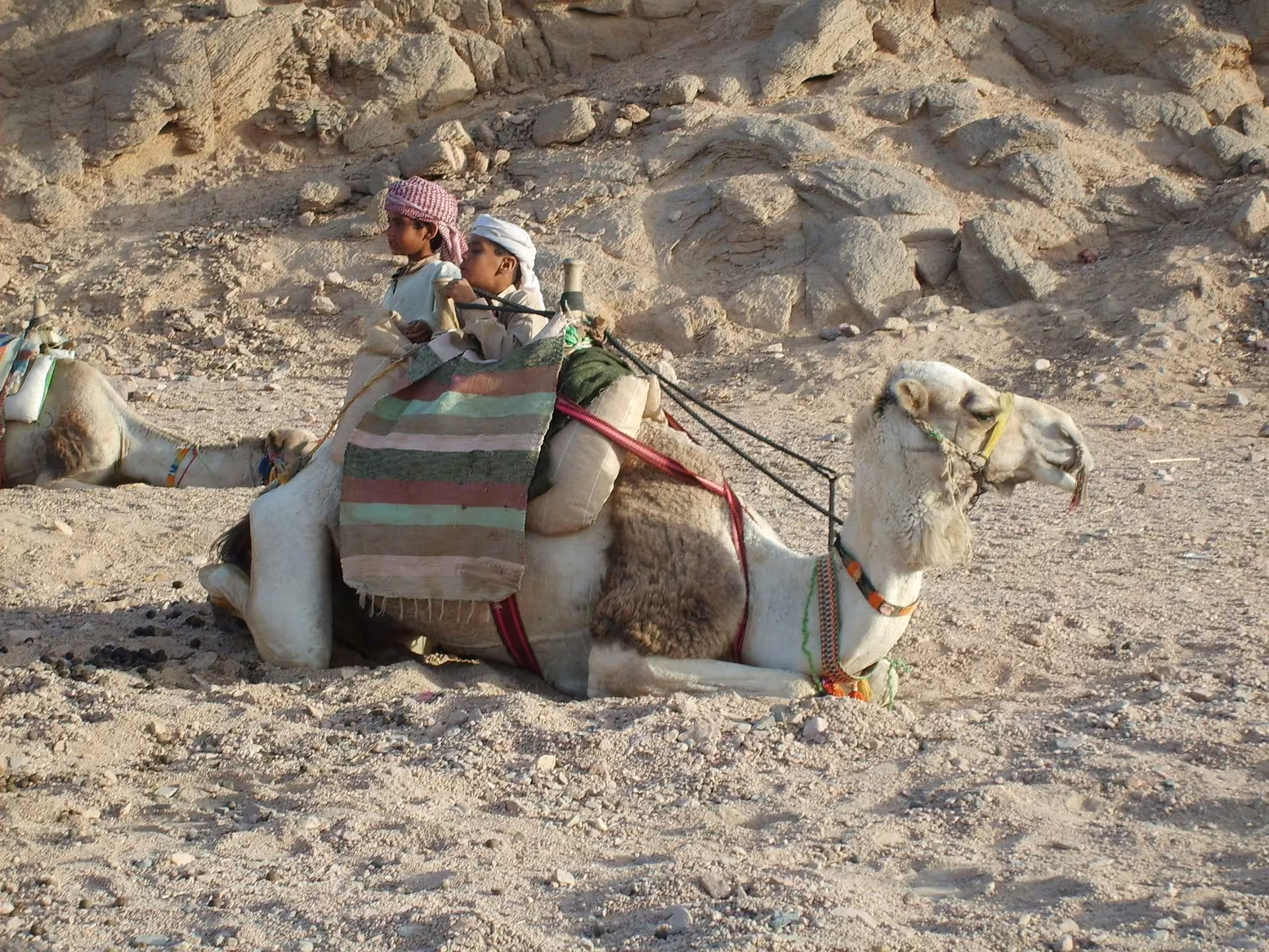 Camel resting in rocky desert during Hurghada Jeep Desert Safari, a traditional Bedouin-style experience