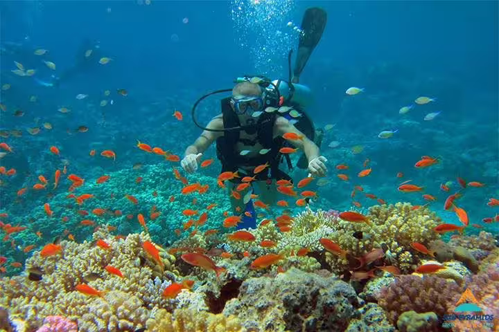 Hurghada Red Sea scuba diving with colorful coral reef fish, part of 12-day Egypt Pyramids Luxor Aswan tour