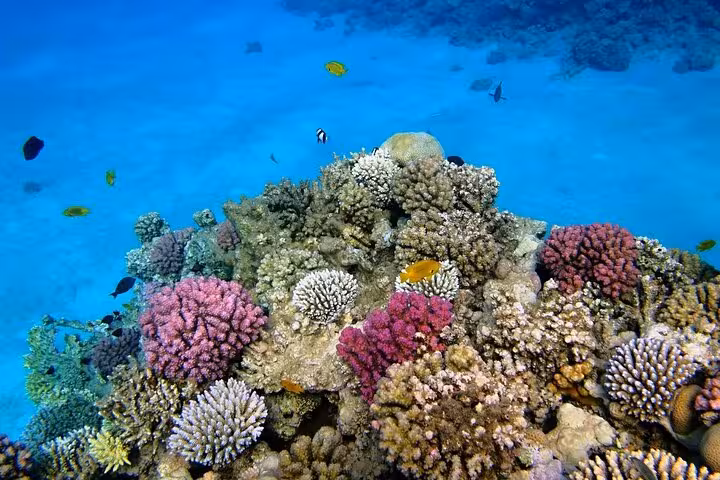 Colorful Red Sea coral reef and tropical fish viewed on Hurghada 2-hour semi-submarine adventure
