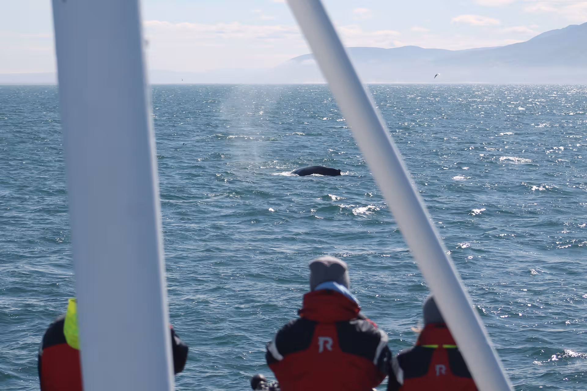 Guests in warm suits watch a surfacing whale from a family-run Húsavík whale watching boat in Skjálfandi Bay