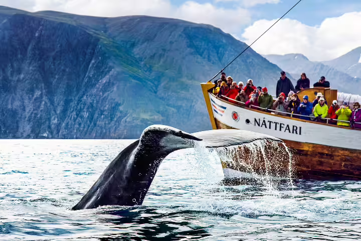 Tourists aboard a traditional boat in Húsavík watch a majestic whale tail splash, set against Iceland's stunning mountainous backdrop.