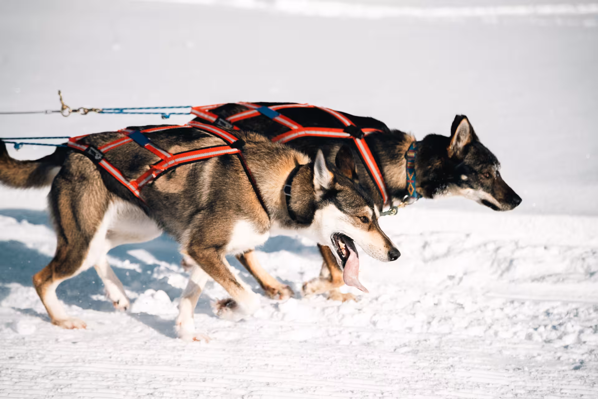 Two huskies in harness running through snow during thrilling self-drive husky sledding tour.