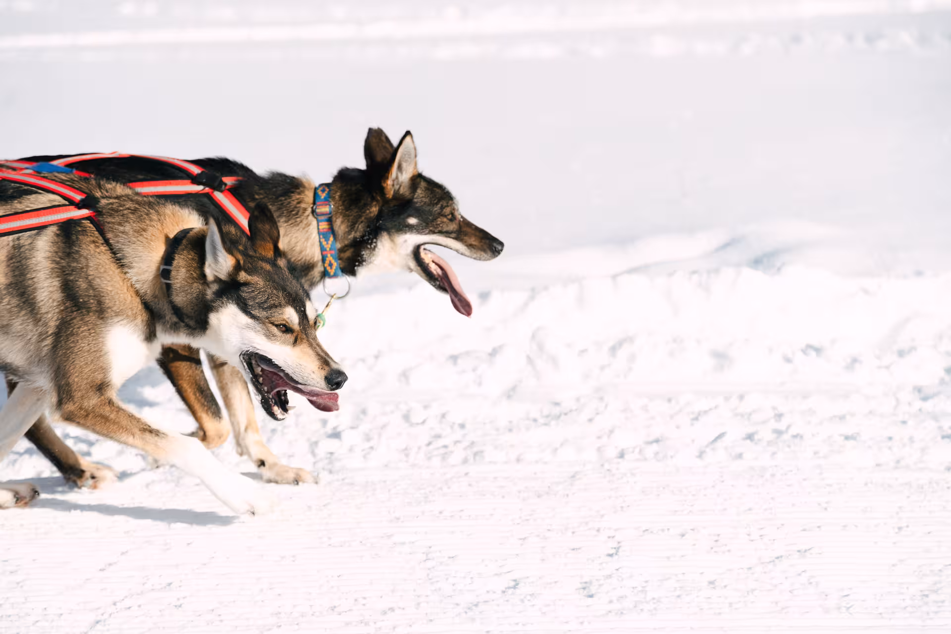 Two huskies in motion during a sled ride, showcasing speed and excitement on a snow-covered trail.