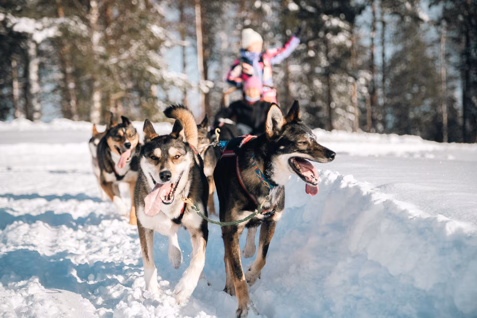 Huskies pulling a sled through snowy landscape, offering an exciting self-drive husky ride experience.