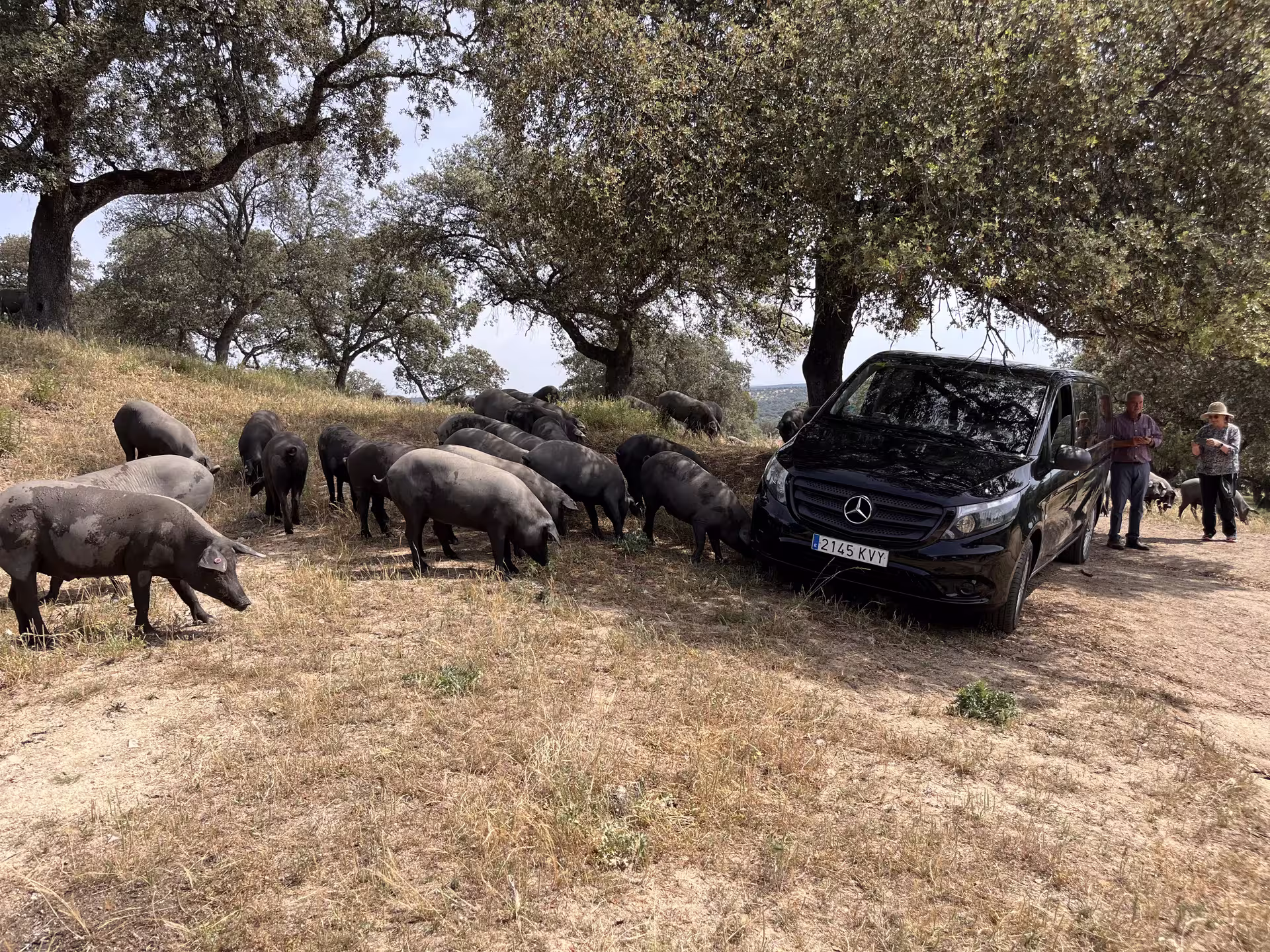Iberian pigs grazing near a black van under oak trees on a photographic safari and ham tasting experience.