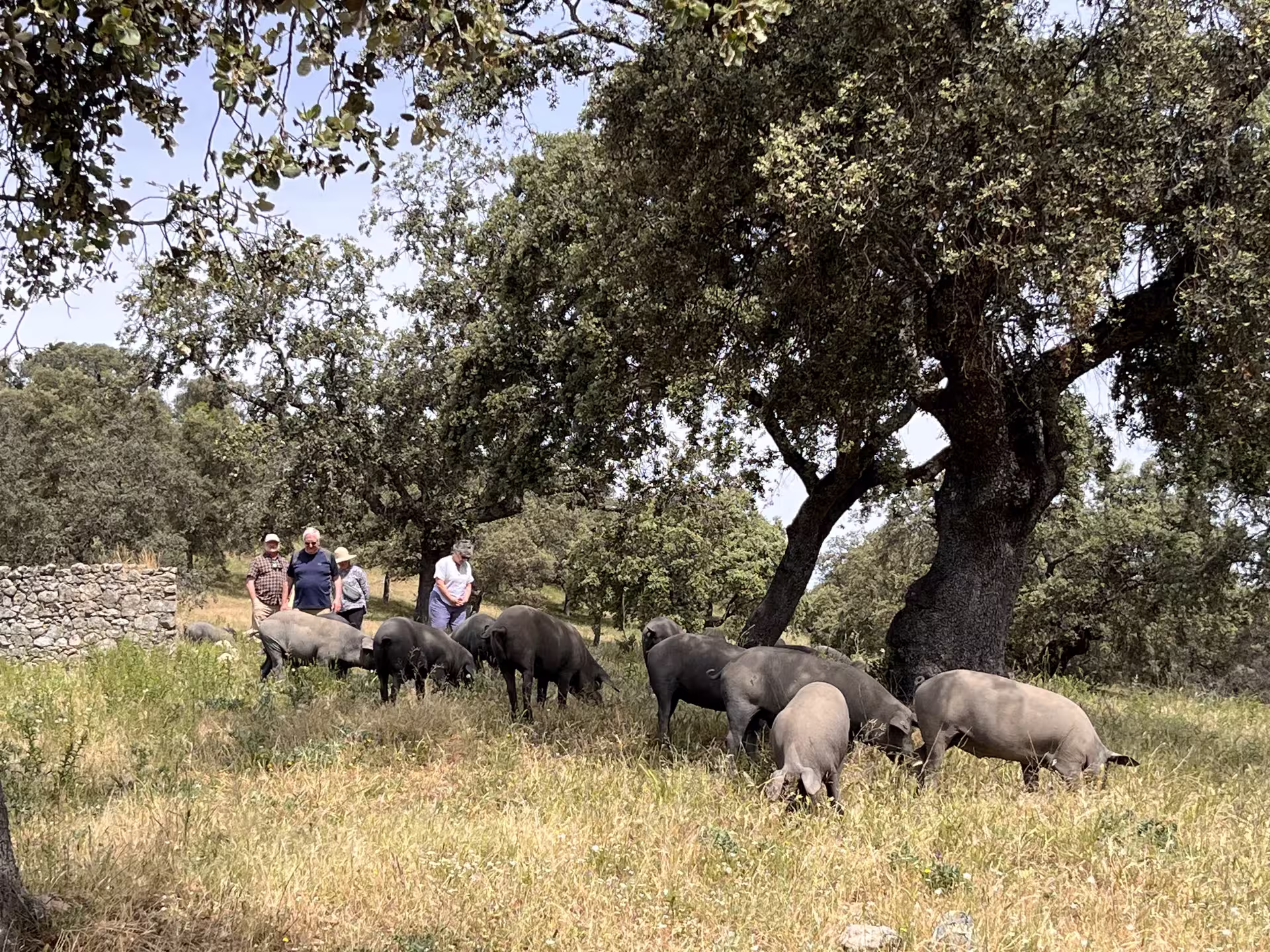 Visitors observing Iberian pigs grazing under oak trees, experiencing authentic Spanish countryside.