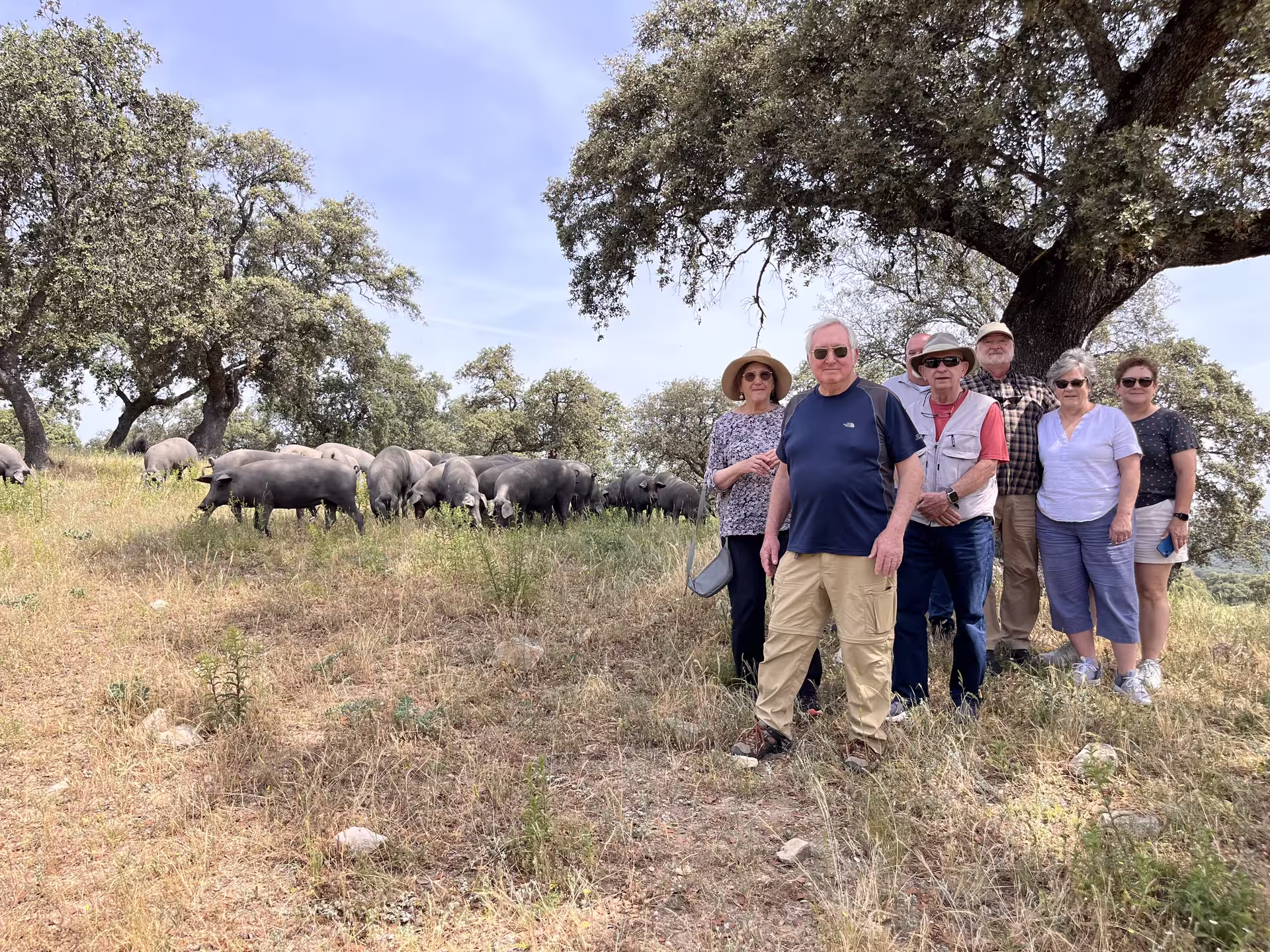 Group of tourists posing near Iberian pigs on a scenic photographic safari in rural Spain.