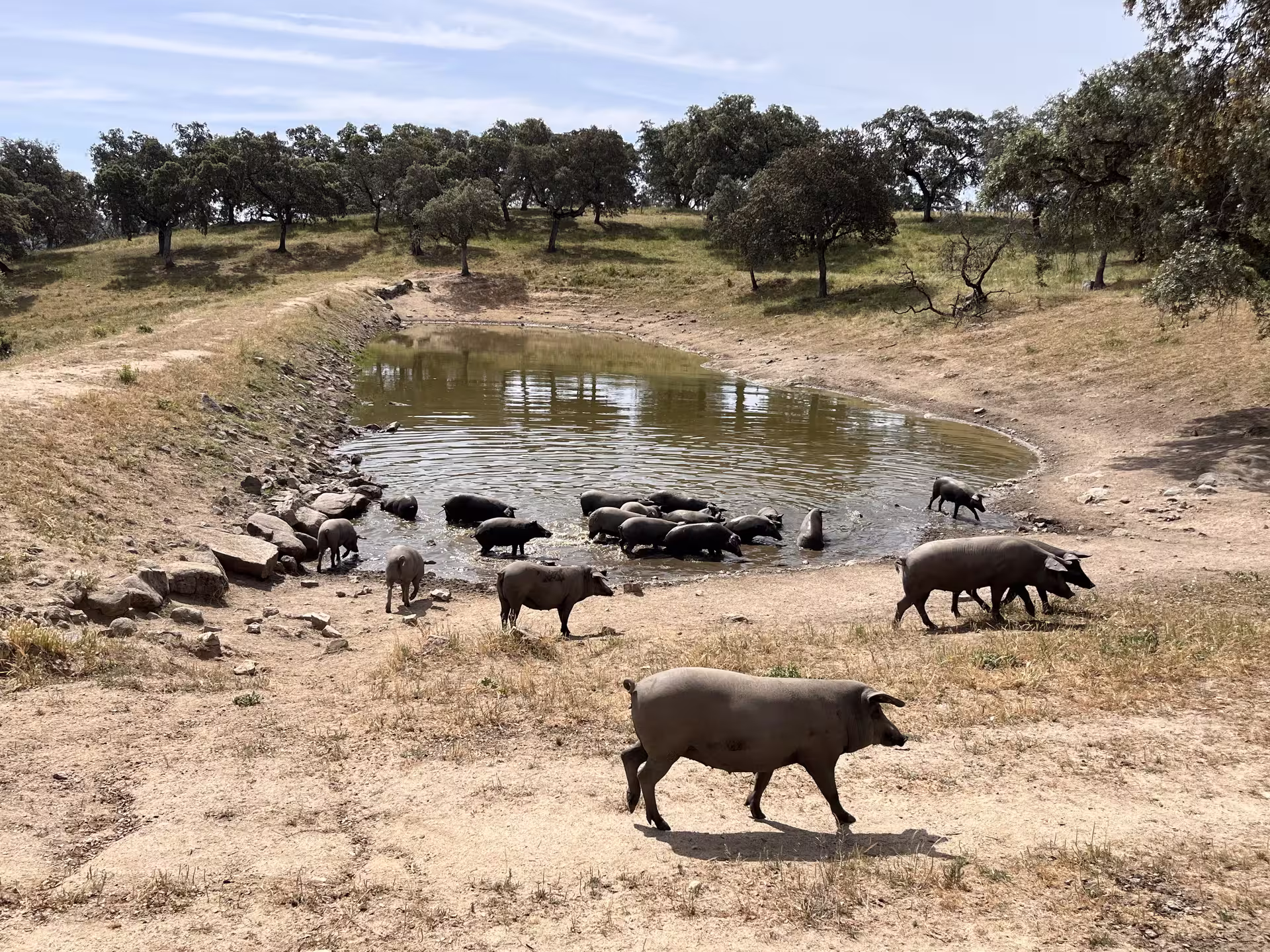 Iberian pigs gathered around a watering hole in a scenic landscape on a photographic safari tour.