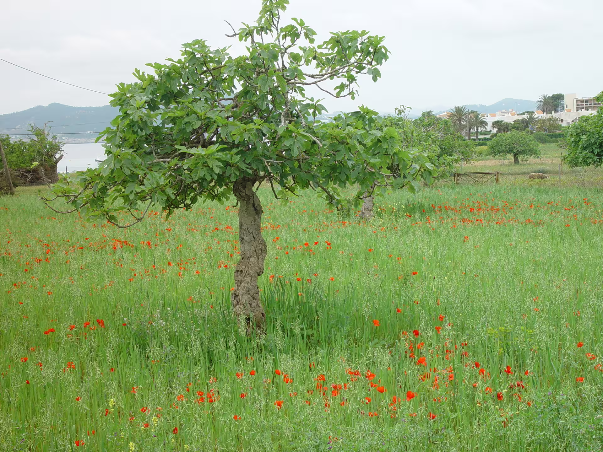 Fig tree in green meadow with red poppies, Ibiza island tour by bus with official guide, rural countryside