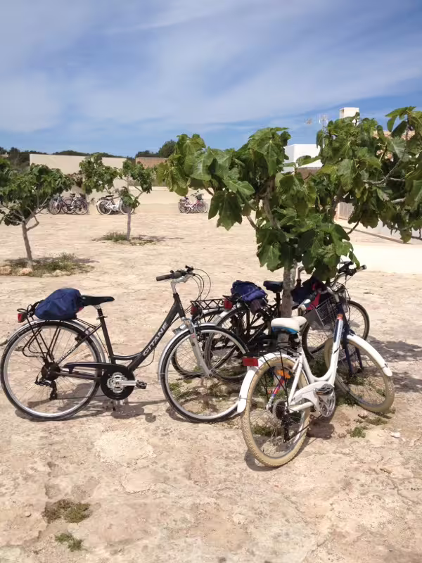Rental bikes parked under trees in Formentera, part of Ibiza day trip with ferry transfer and cycling route