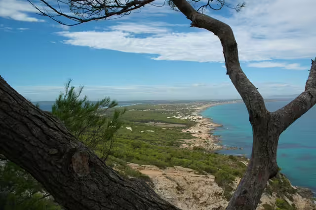 Ibiza coastal lookout framed by pine trees and cliffs, featured on Ibiza bus tour with fast ferry and official guide